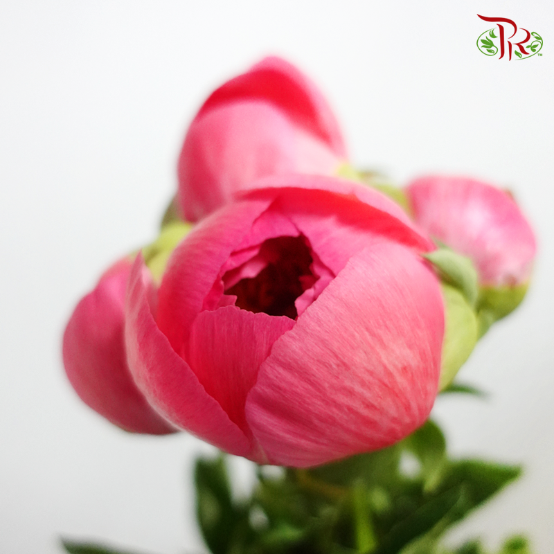 Peony - Coral Charm (2 Stems) *Fragile-Pink-Import-prflorist.com.my