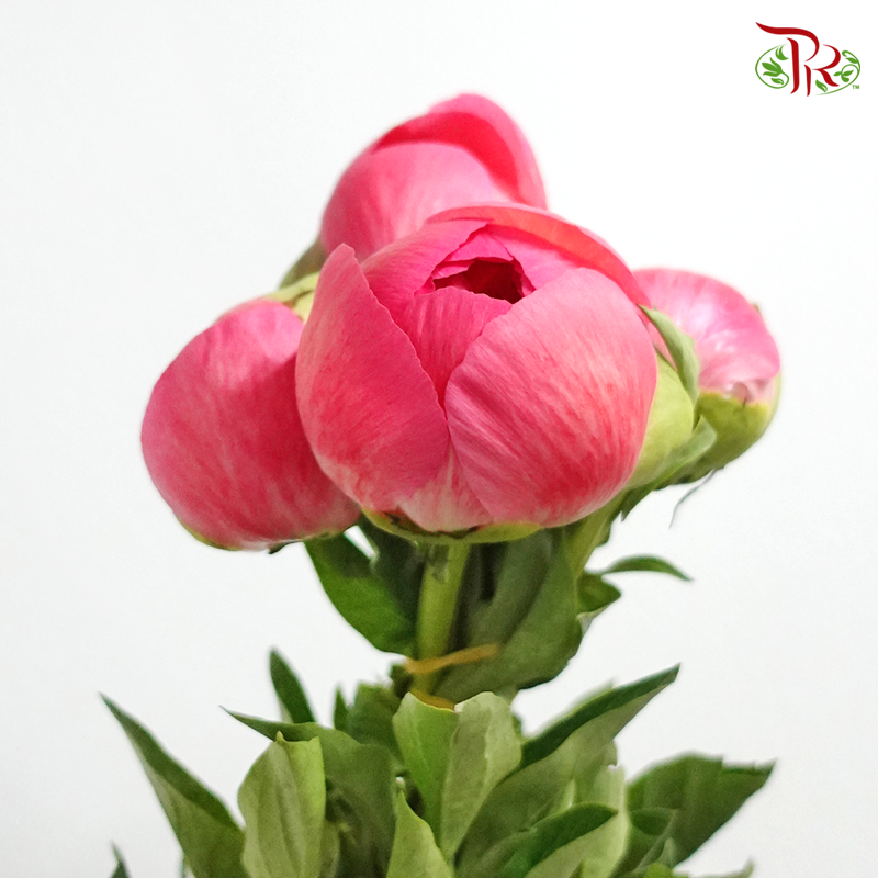 Peony - Coral Charm (2 Stems) *Fragile-Pink-Import-prflorist.com.my