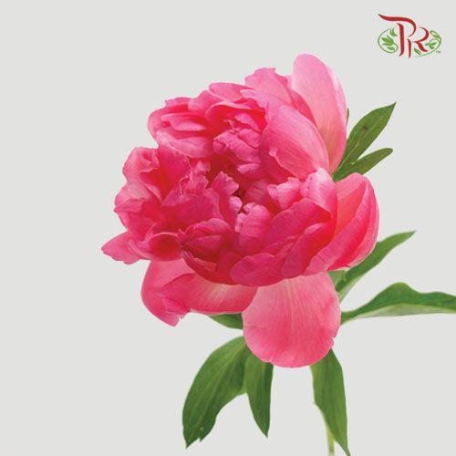 Peony - Coral Charm ***FRAGILE (2 Stems)***(Small / Medium Head)-Pink-Netherland-prflorist.com.my