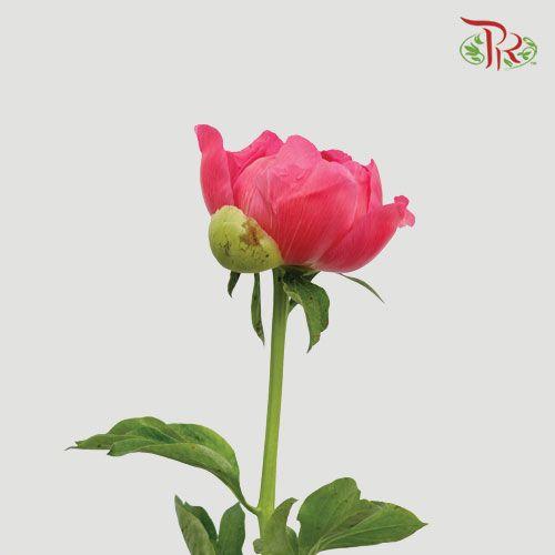 Peony - Coral Charm ***FRAGILE (2 Stems)***(Small / Medium Head)-Pink-Netherland-prflorist.com.my