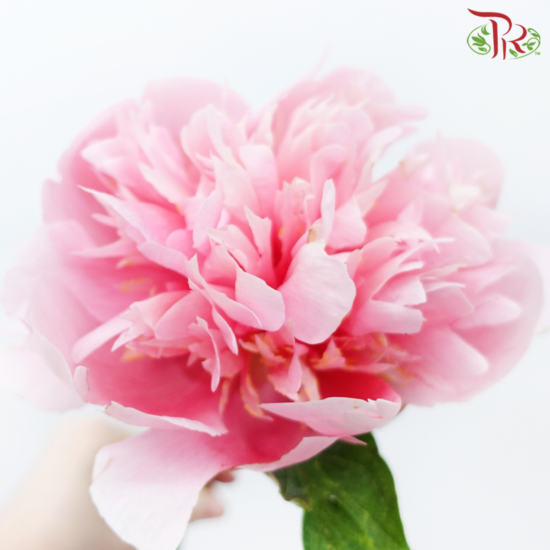 Peony - Coral Pink (2 Stems) ***Fragile (Small /Medium Size)-Pink-Japan-prflorist.com.my