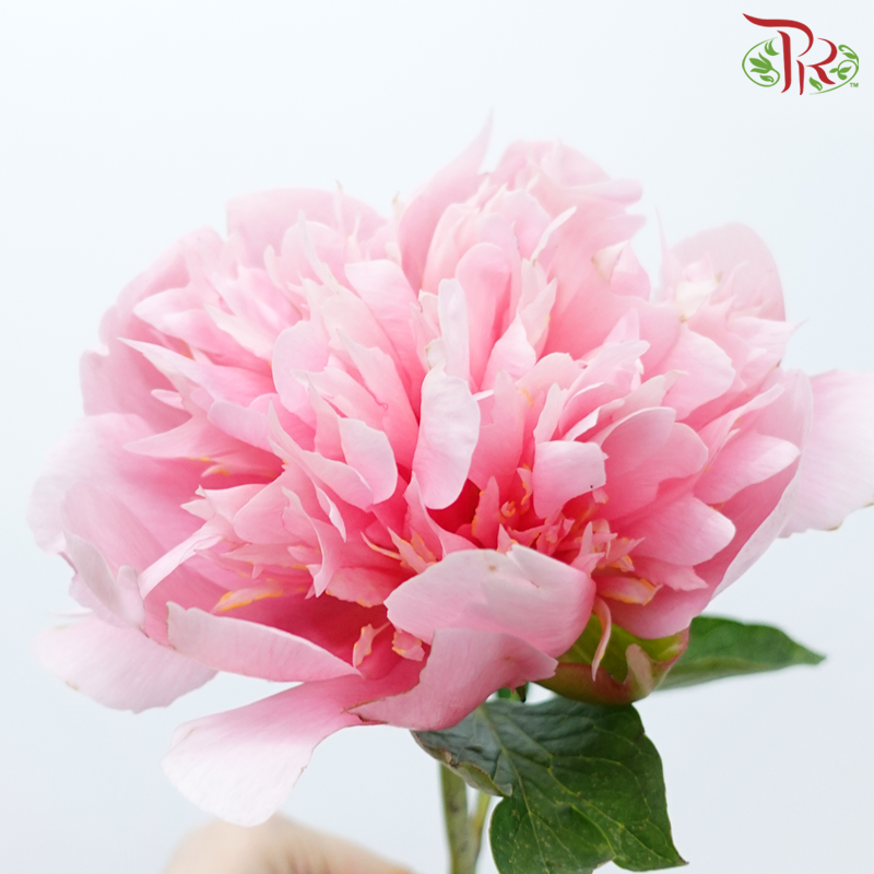 Peony - Coral Pink (2 Stems) ***Fragile (Small /Medium Size)-Pink-Japan-prflorist.com.my