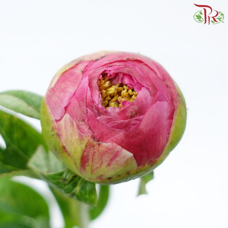 Peony - Coral Sunset (2 Stems) ***Fragile (Small /Medium Size)-Pink-Netherland-prflorist.com.my