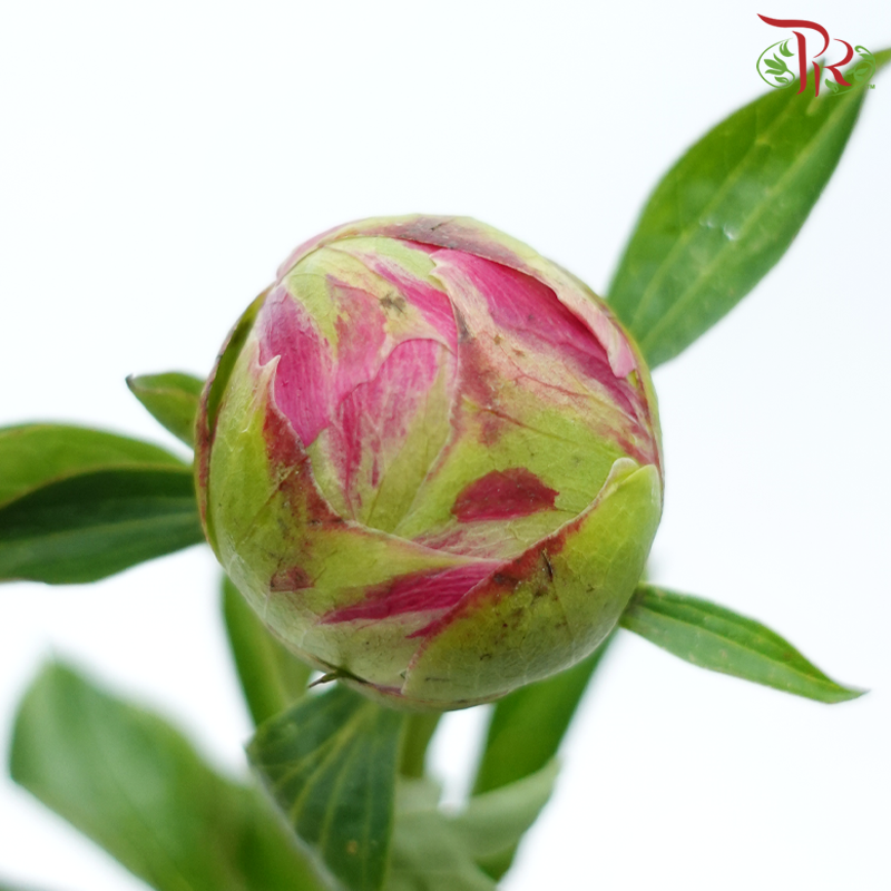 Peony - Coral Sunset (2 Stems) ***Fragile (Small /Medium Size)-Pink-Netherland-prflorist.com.my