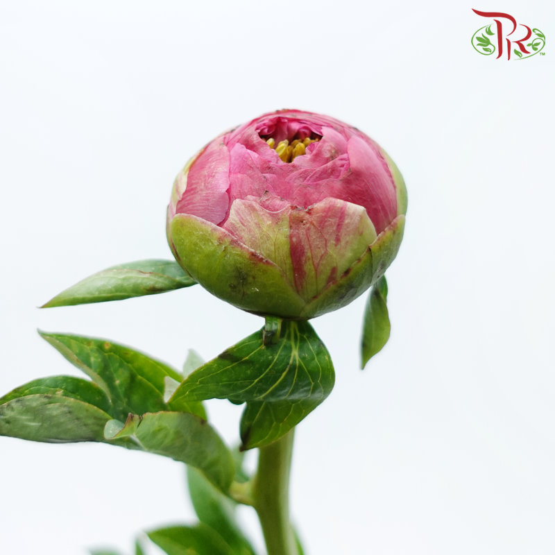 Peony - Coral Sunset (2 Stems) ***Fragile (Small /Medium Size)-Pink-Netherland-prflorist.com.my