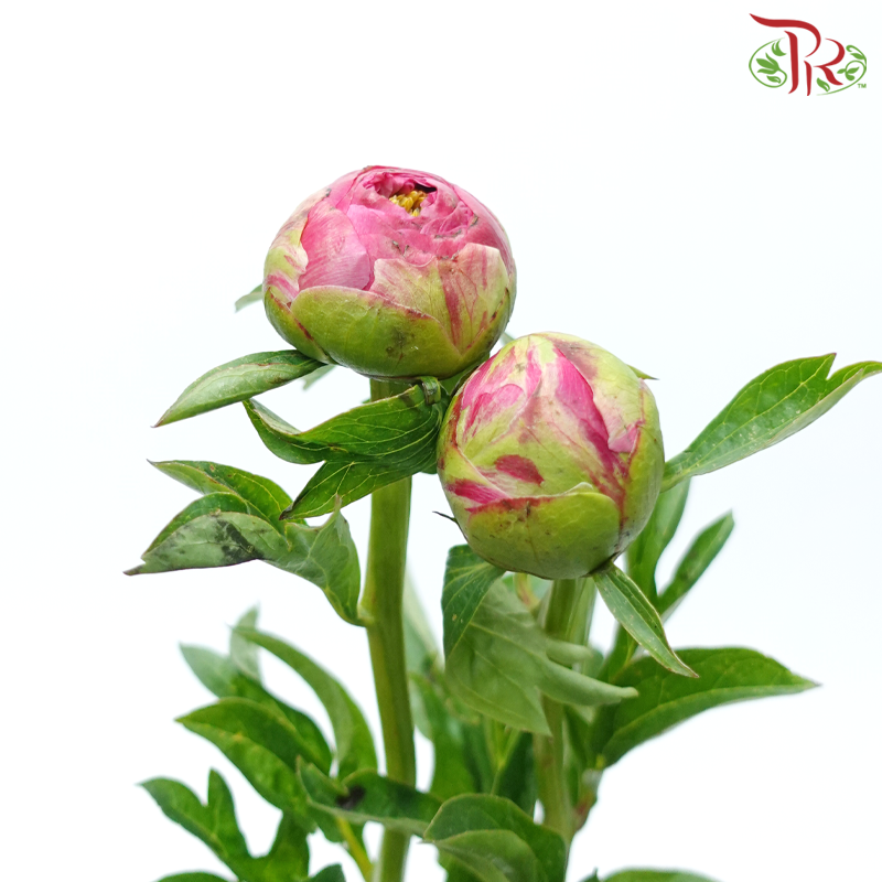 Peony - Coral Sunset (2 Stems) ***Fragile (Small /Medium Size)-Pink-Netherland-prflorist.com.my
