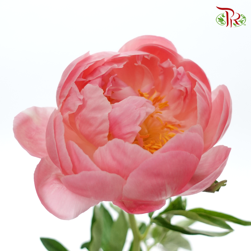 Peony - Coral Sunset (5 Stems) ***Fragile (Small /Medium Size)-Pink-China-prflorist.com.my