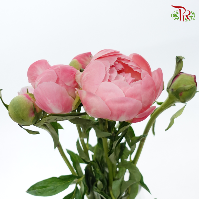 Peony - Coral Sunset (5 Stems) ***Fragile (Small /Medium Size)-Pink-China-prflorist.com.my