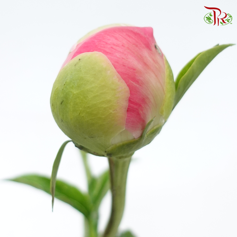 Peony - Coral Sunset (5 Stems) ***Fragile (Small /Medium Size)-Pink-China-prflorist.com.my