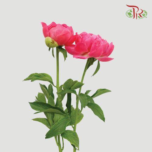 Peony - Coral Sunset (5 Stems) ***Fragile (Small /Medium Size)-Pink-China-prflorist.com.my