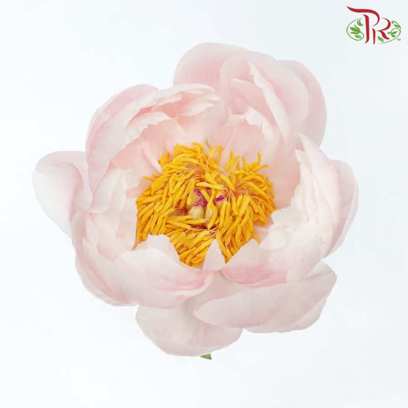 Peony - Coral Sunset (5 Stems) ***Fragile (Small /Medium Size)-Pink-China-prflorist.com.my