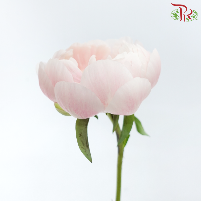 Peony - Coral Sunset (5 Stems) ***Fragile (Small /Medium Size)-Pink-China-prflorist.com.my