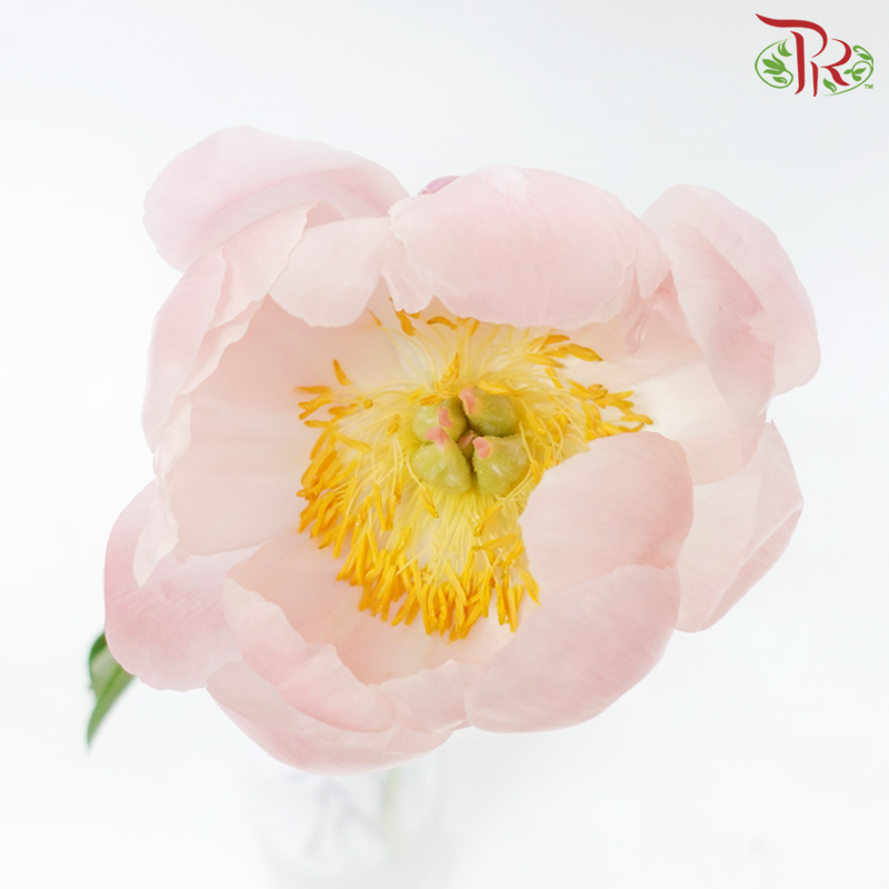 Peony - Coral Sunset (5 Stems) ***Fragile (Small /Medium Size)-Pink-China-prflorist.com.my