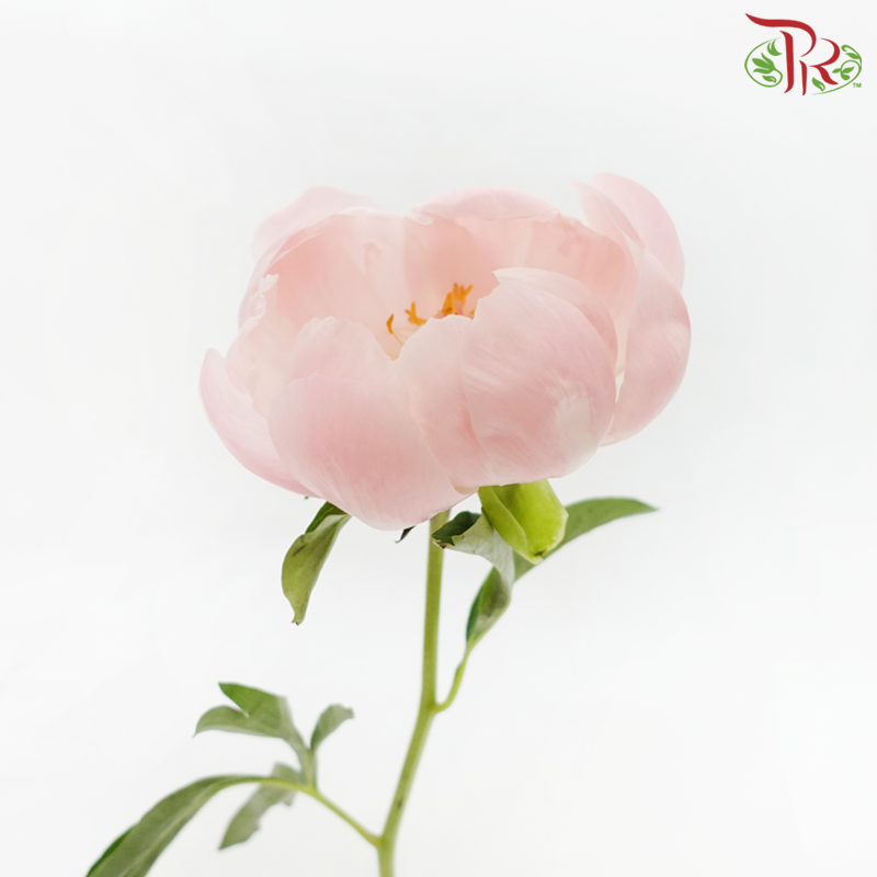 Peony - Coral Sunset (5 Stems) ***Fragile (Small /Medium Size)-Pink-China-prflorist.com.my