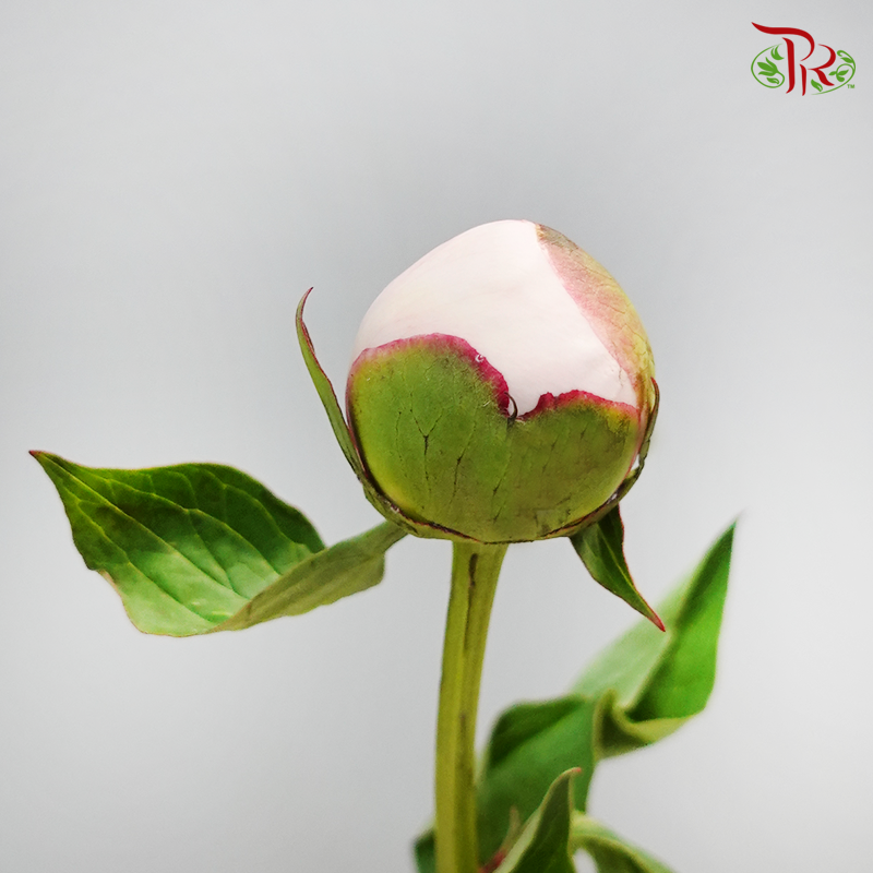Peony - Cream / Light Pastel Pink **Small Bud (5 Stems) (Fragile)-Pink-China-prflorist.com.my