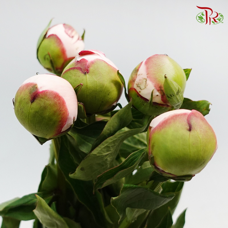 Peony - Cream / Light Pastel Pink **Small Bud (5 Stems) (Fragile)-Pink-China-prflorist.com.my