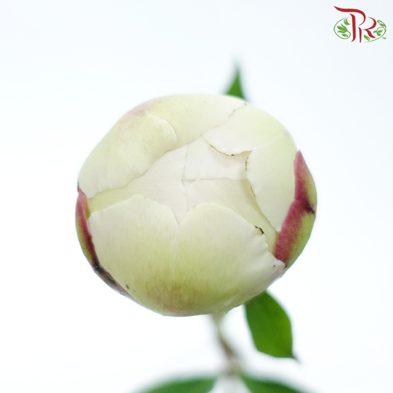 Peony - Cream With Red Line (2 Stems) ***Fragile (Small /Medium Size)-Cream-Japan-prflorist.com.my