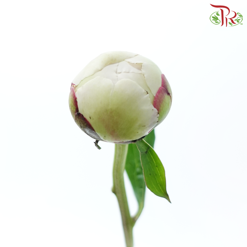 Peony - Cream With Red Line (2 Stems) ***Fragile (Small /Medium Size)-Cream-Japan-prflorist.com.my