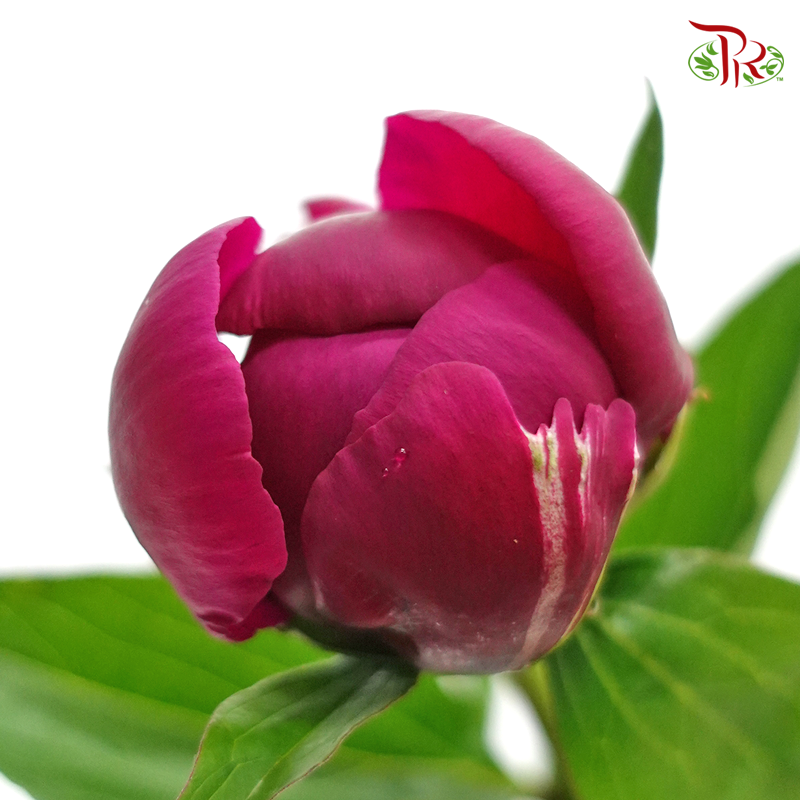 Peony - Dark Cerise Pink (2 stems) *Fragile-Import-prflorist.com.my