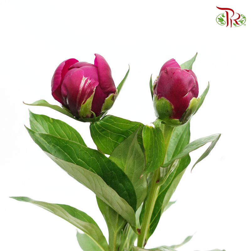 Peony - Dark Cerise Pink (2 stems) *Fragile-Import-prflorist.com.my