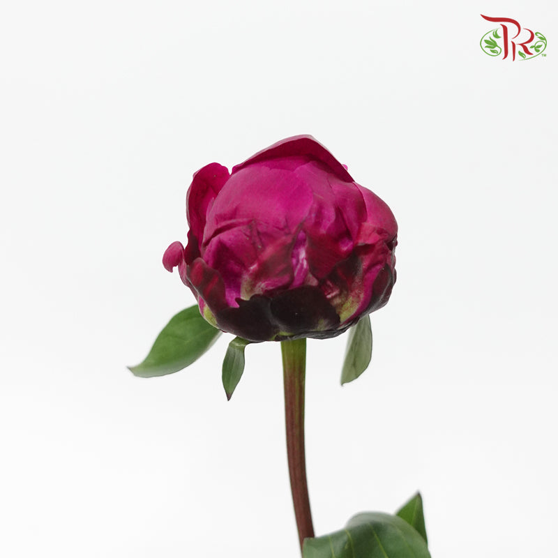 Peony - Dark Cherry Pink (2 Stems) ***Fragile (Small /Medium Size)-Dark Pink-Netherland-prflorist.com.my