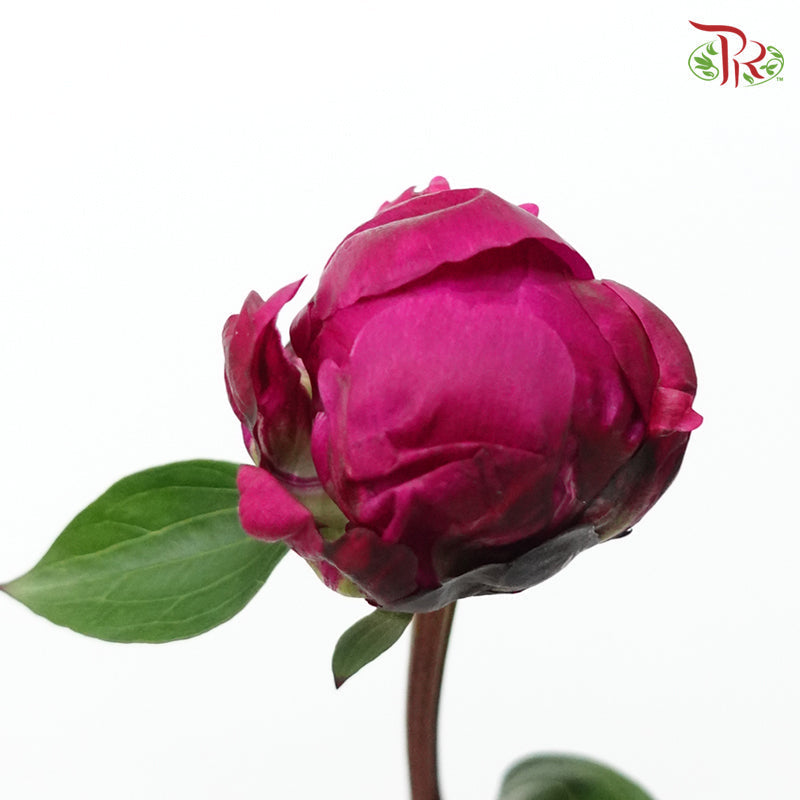 Peony - Dark Cherry Pink (2 Stems) ***Fragile (Small /Medium Size)-Pink-New Zealand-prflorist.com.my