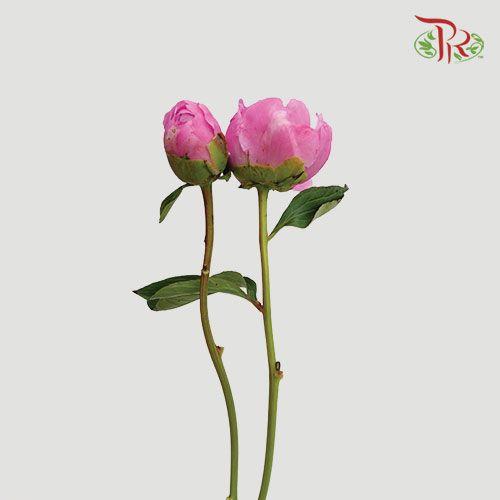 Peony - Dark Pink (2 Stems) ***Fragile (Small /Medium Size)-Pink-New Zealand-prflorist.com.my