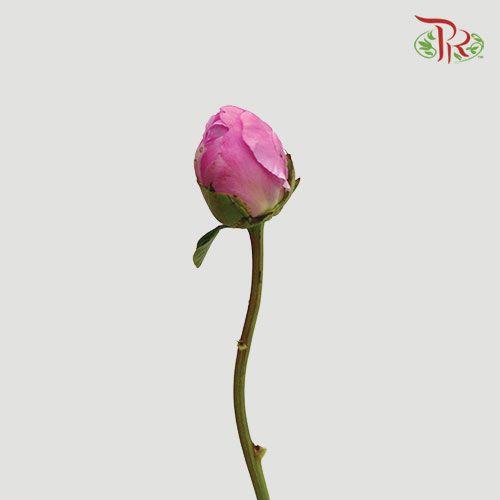 Peony - Dark Pink (2 Stems) ***Fragile (Small /Medium Size)-Pink-New Zealand-prflorist.com.my