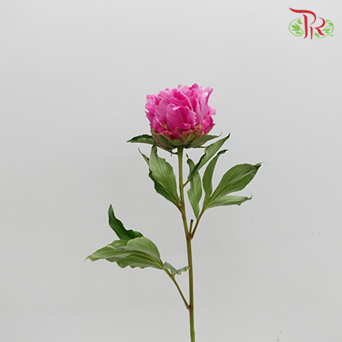 Peony - Dark Pink (2 Stems)-Pink-Import-prflorist.com.my