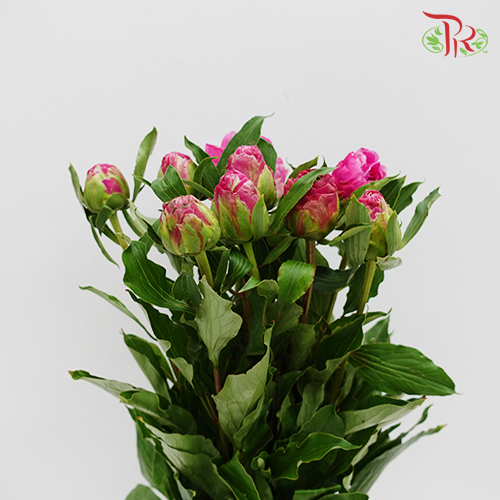 Peony - Dark Pink (2 Stems)-Pink-Import-prflorist.com.my