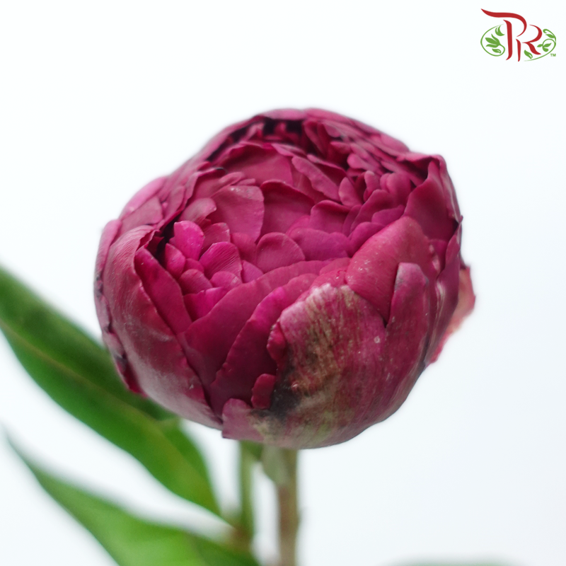Peony - Deep Pink ***FRAGILE (2 Stems)***(Small / Medium Head)-Dark Pink-Netherland-prflorist.com.my