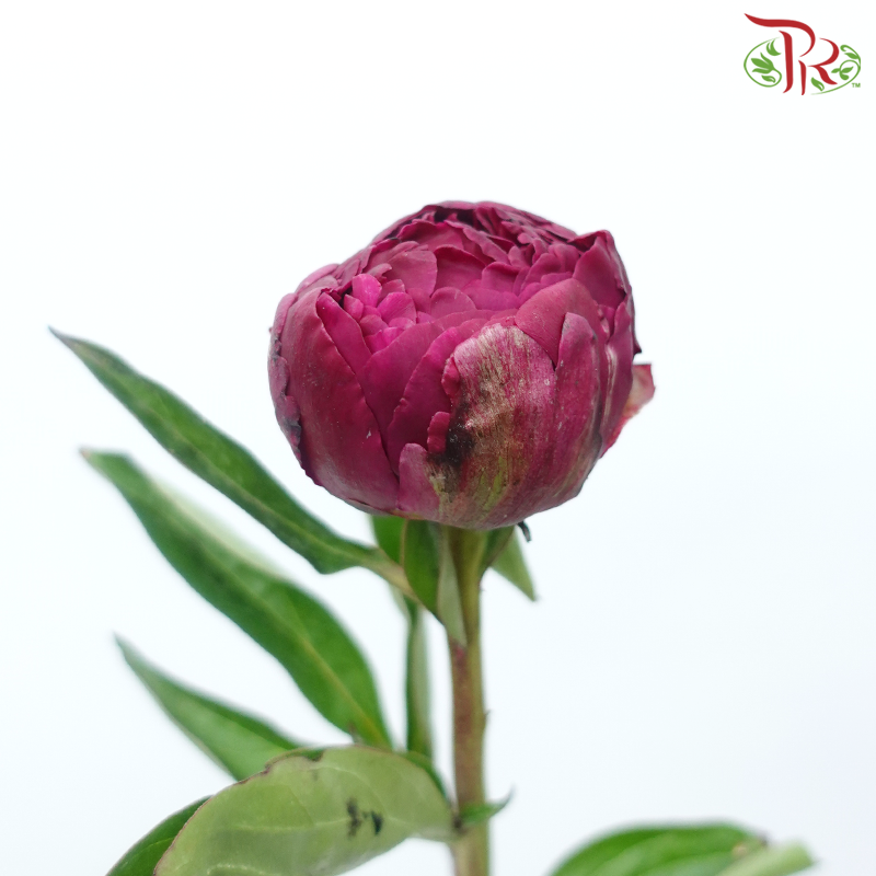 Peony - Deep Pink ***FRAGILE (2 Stems)***(Small / Medium Head)-Dark Pink-Netherland-prflorist.com.my