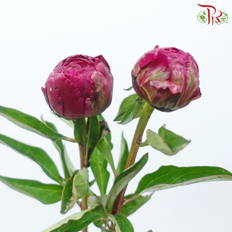 Peony - Deep Pink ***FRAGILE (2 Stems)***(Small / Medium Head)-Dark Pink-Netherland-prflorist.com.my