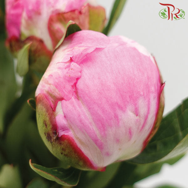 Peony - Sarah Bernhardt (Small Bud) (2 Stems) - Pudu Ria Florist