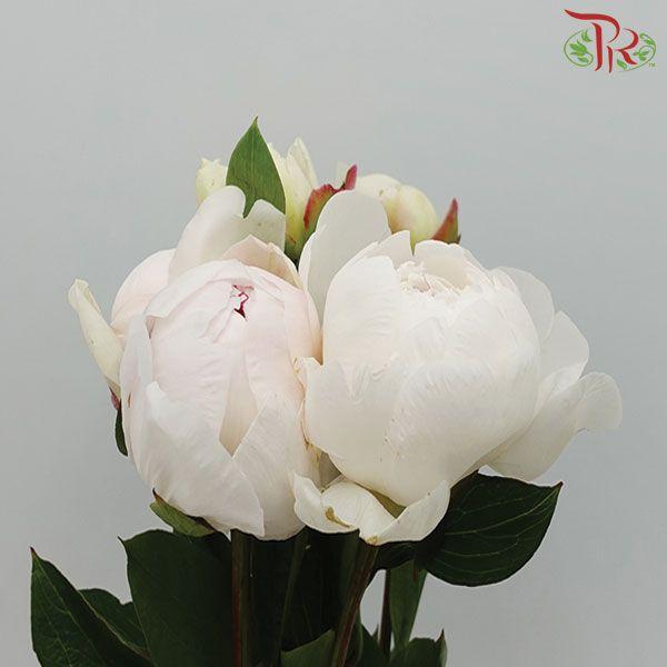 Peony - Dr Alex Fleming ***FRAGILE (2 Stems)-White-Netherland-prflorist.com.my