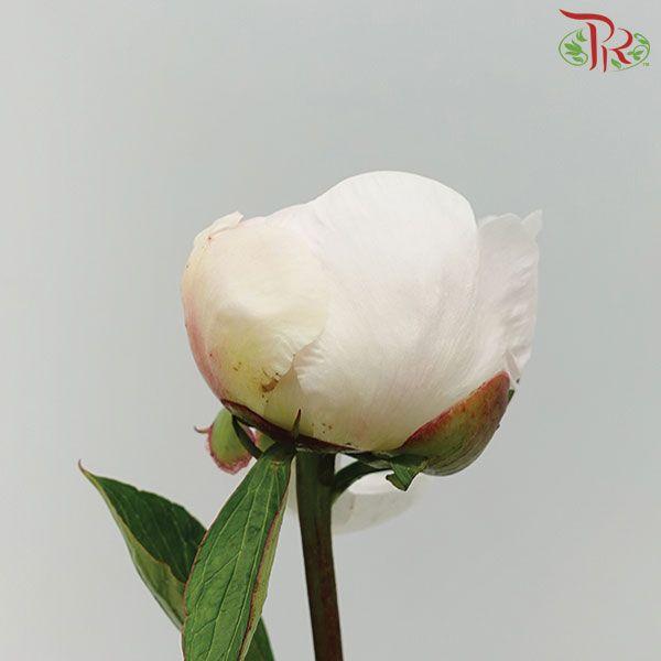 Peony - Dr Alex Fleming ***FRAGILE (2 Stems)-White-Netherland-prflorist.com.my