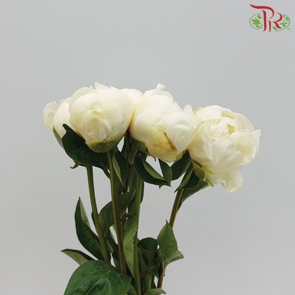 Peony - Duchesse ***FRAGILE (2 Stems) (Small / Medium Bud)-Netherland-prflorist.com.my