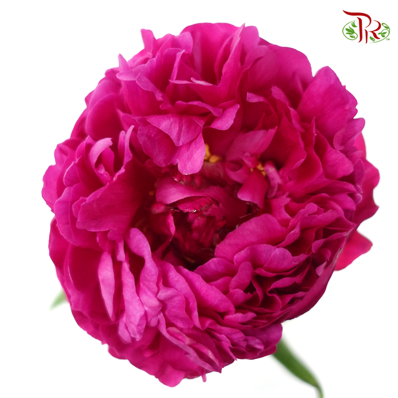 Peony - Dutch Red***FRAGILE (5 Stems)***(Small / Medium Head)-Dark Pink-China-prflorist.com.my