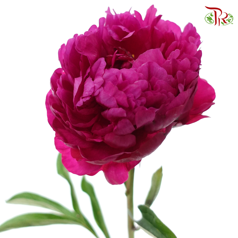 Peony - Dutch Red***FRAGILE (5 Stems)***(Small / Medium Head)-Dark Pink-China-prflorist.com.my