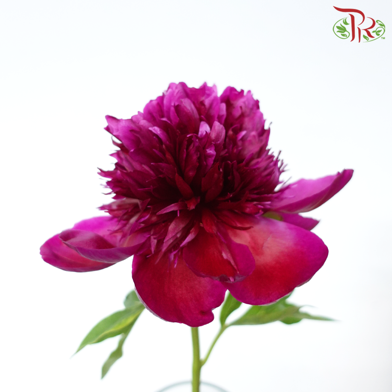 Peony - Dutch Red***FRAGILE (5 Stems)***(Small / Medium Head)-Dark Pink-China-prflorist.com.my