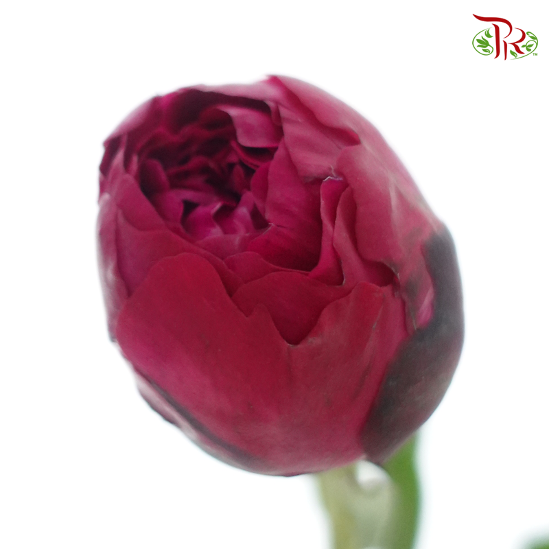 Peony - Dutch Red***FRAGILE (5 Stems)***(Small / Medium Head)-Dark Pink-China-prflorist.com.my