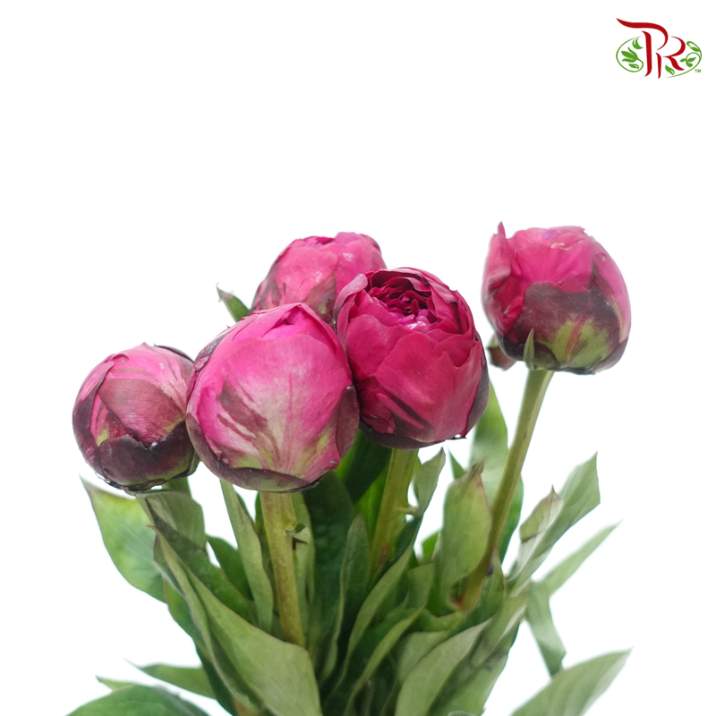 Peony - Dutch Red***FRAGILE (5 Stems)***(Small / Medium Head)-Dark Pink-China-prflorist.com.my