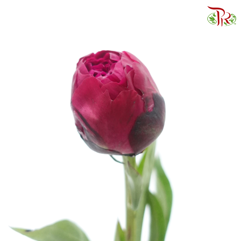 Peony - Dutch Red***FRAGILE (5 Stems)***(Small / Medium Head)-Dark Pink-China-prflorist.com.my