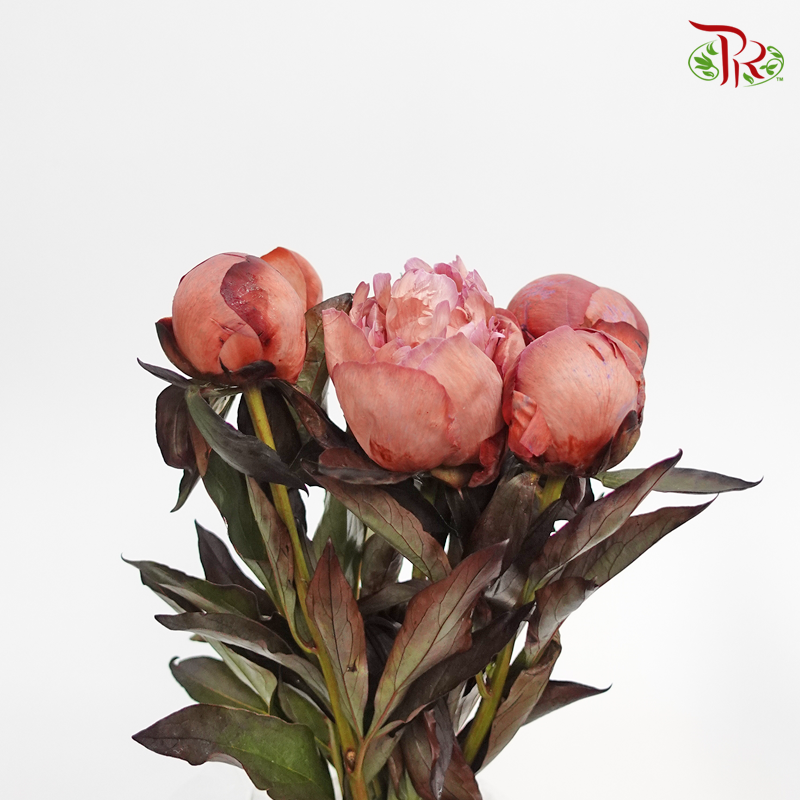 Peony Dyed Amaretto - (2 Stems)-Pink-Netherland-prflorist.com.my