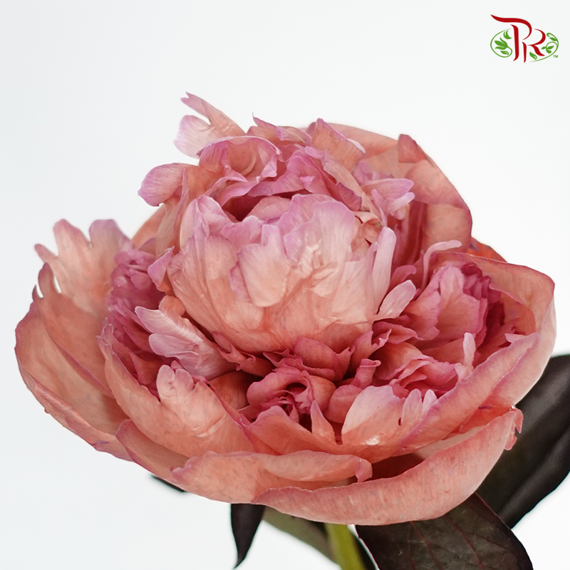 Peony Dyed Amaretto - (2 Stems)-Pink-Netherland-prflorist.com.my
