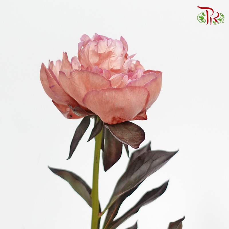 Peony Dyed Amaretto - (2 Stems)-Pink-Netherland-prflorist.com.my