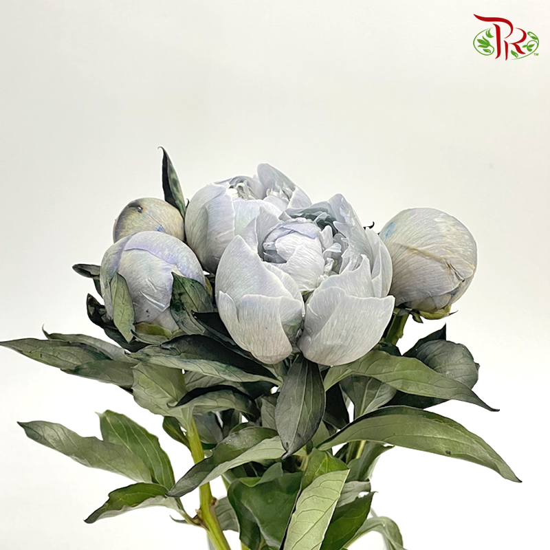 Peony Dyed Cloudy Sky - (2 Stems)-Blue-Netherland-prflorist.com.my
