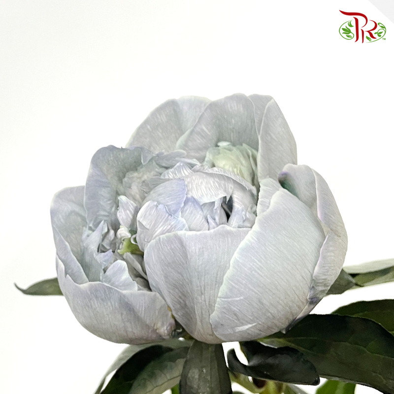 Peony Dyed Cloudy Sky - (2 Stems)-Blue-Netherland-prflorist.com.my