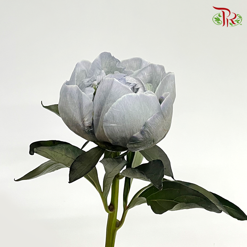 Peony Dyed Cloudy Sky - (2 Stems)-Blue-Netherland-prflorist.com.my