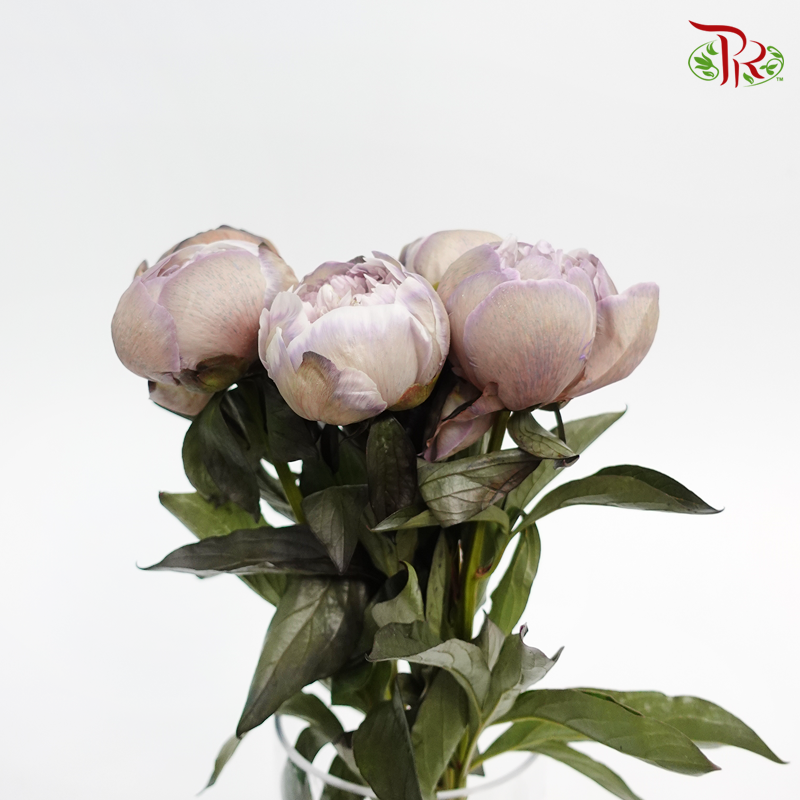 Peony Dyed Khaki Shades - (2 Stems)-Grey-Netherland-prflorist.com.my